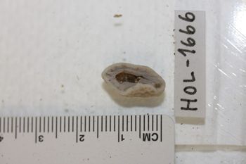 Media type: image;   Invertebrate Zoology HOL-1666 Description: Preserved specimen.;
